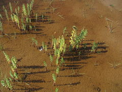 Hippuris tetraphylla