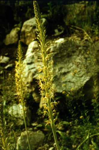 Eremurus altaicus