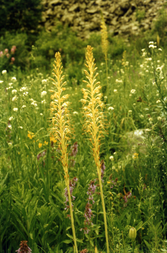Eremurus altaicus, photograph 2