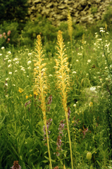 (c) Oleg Kosterin, some rights reserved (CC BY) Eremurus altaicus, photograph (c) Oleg Kosterin, some rights reserved (CC BY)