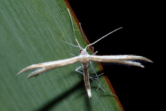 Pterophorus furcatalis