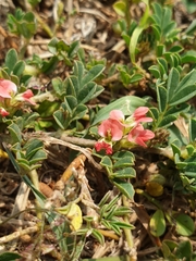 Indigofera linnaei