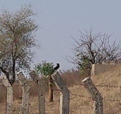 Myrmecocichla aethiops