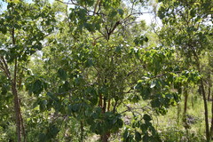 Terminalia ferdinandiana