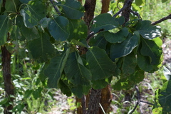 Terminalia ferdinandiana