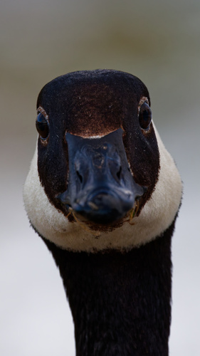 Canada Goose photographed in Utah