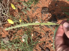 Enneapogon cenchroides