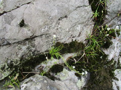 Ornithogalum schlechterianum
