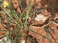 Enneapogon cenchroides