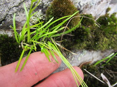 Ornithogalum schlechterianum
