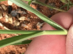 Enneapogon cenchroides