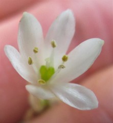 Ornithogalum schlechterianum