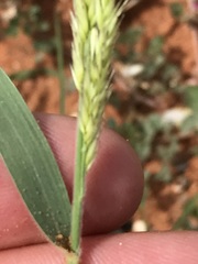 Enneapogon cenchroides