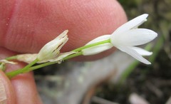 Ornithogalum schlechterianum