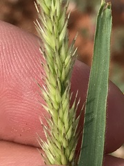 Enneapogon cenchroides