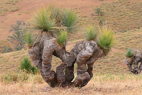 Xanthorrhoea quadrangulata F.Muell.