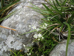 Ornithogalum schlechterianum