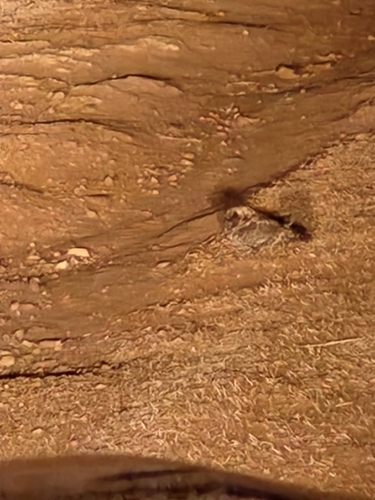 Common Poorwill observed by kristenwarren