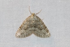 Colostygia multistrigaria