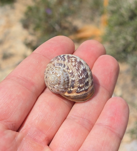 Cornu aspersum