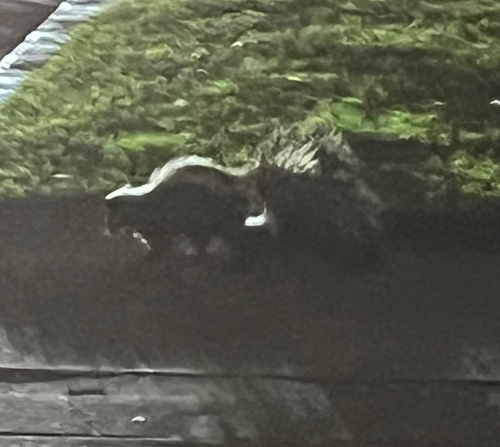 Striped Skunk observed by molluscmania