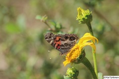 Vanessa virginiensis