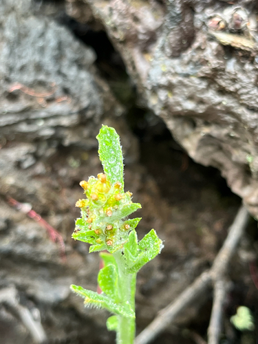 Gamochaeta pensylvanica observed 2026-04-16