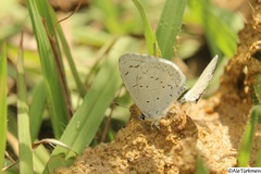 Celastrina echo gozora