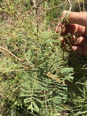 Vachellia bidwillii
