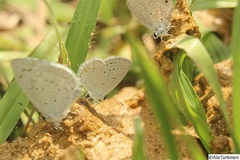 Cupido comyntas texana
