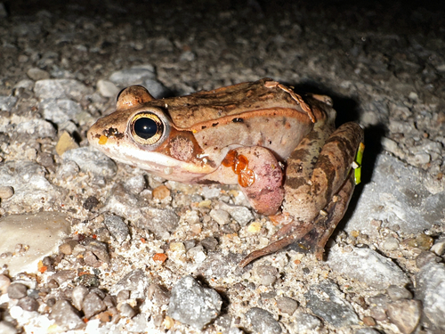 Wood Frog observed by skevingtonam