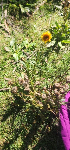 Podolepis robusta observed 2026-04-18