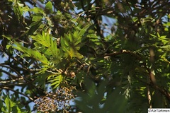 Bocconia arborea