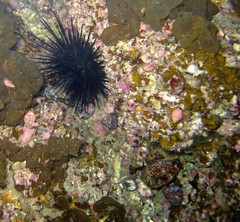 Heliocidaris crassispina