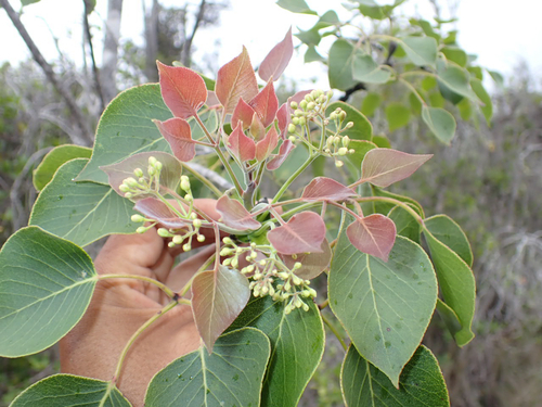 Zanthoxylum hawaiiense observed 2026-04-14