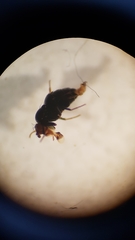 Howickia