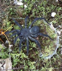 Liphistius malayanus