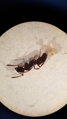 Austroponera castanea