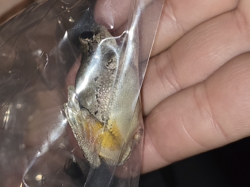 Cope's Gray Tree Frog observed by tropidonophis