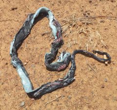 Dendroaspis polylepis