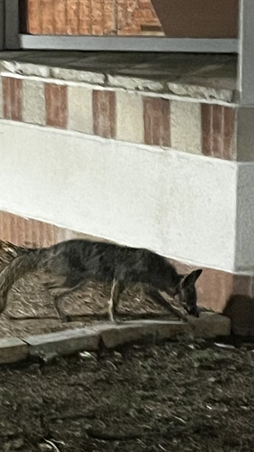 Gray Fox observed by jasonaboka