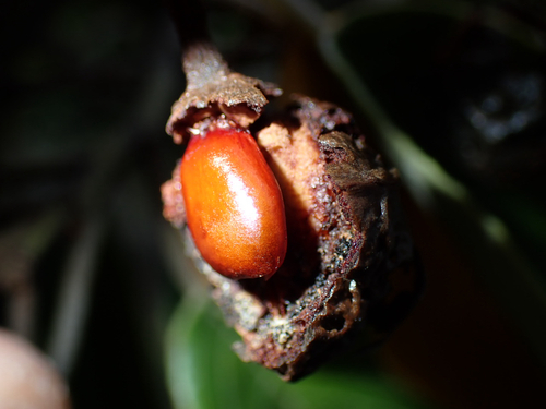 Alphitonia ponderosa observed 2026-04-14