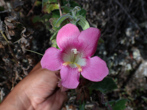 Lophospermum erubescens observed 2026-04-15