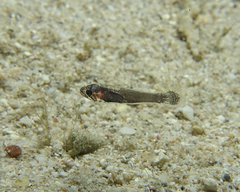 Pseudamia