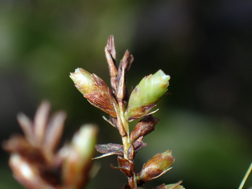 Cyperus hillebrandii observed 2026-04-15
