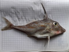 Pseudotriacanthus strigilifer