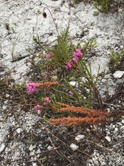 Erica pulchella