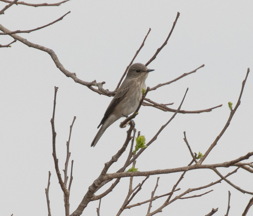 Spotted Flycatcher