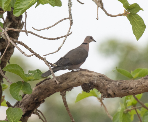 Red-eyed Dove