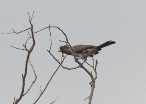 Western Plantain-eater